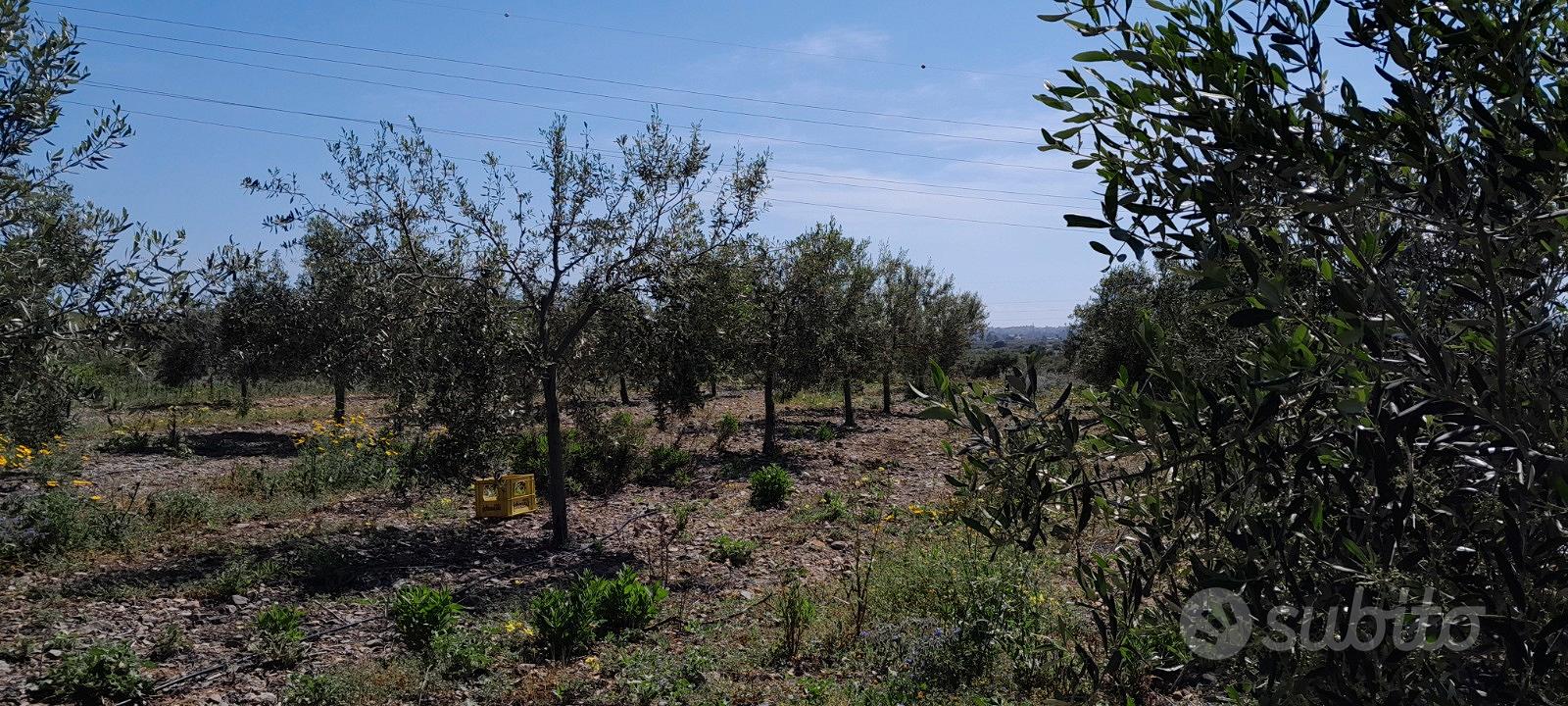 Giovane oliveto - Vista 4