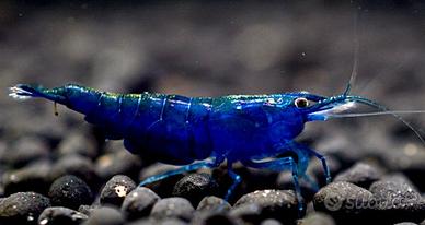 Neocaridine blue diamond + omaggio mangime