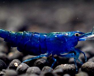 Neocaridine blue diamond + omaggio mangime