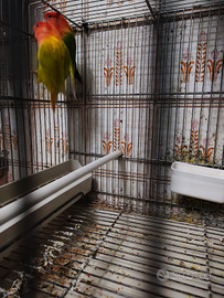 Coppia inseparabili taglia grande