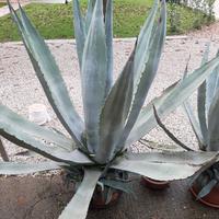 Pianta agave