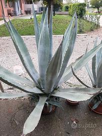 Pianta agave