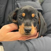 Cucciolo di bassotto nano