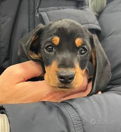 Cucciolo di bassotto nano