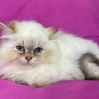 Gatto British Longhair Seal Golden Shaded Point
