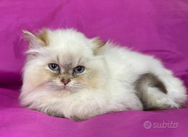 Gatto British Longhair Seal Golden Shaded Point