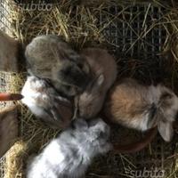 Cuccioli ariete pura razza