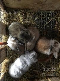 Cuccioli ariete pura razza