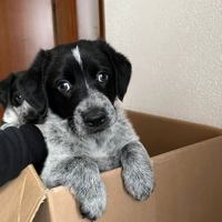 Cucciolo di bracco tedesco