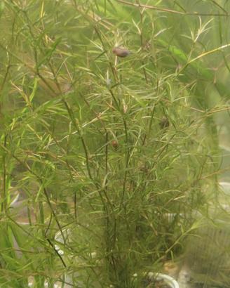 5 piante ossigenanti per acquario