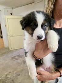 Cuccioli di pastore Australiano con pedigree