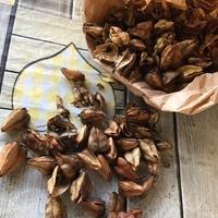 Semi di Albero delle Lanterne Cinesi