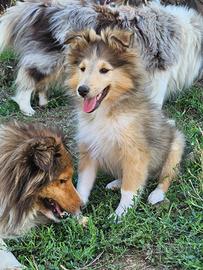 Cuccioli di Pastore delle Shetland