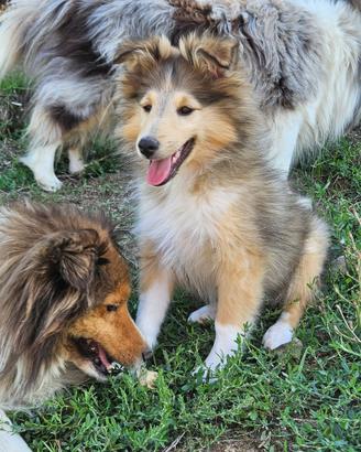 Cuccioli di Pastore delle Shetland