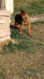 Cucciola di malinois