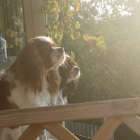 Cuccioli Cavalier King