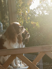 Cuccioli Cavalier King