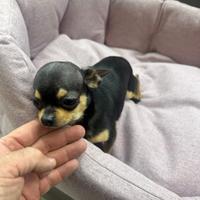 Chihuahua