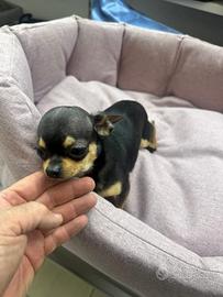 Chihuahua