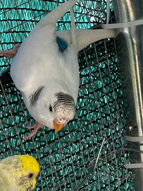 Cocorita