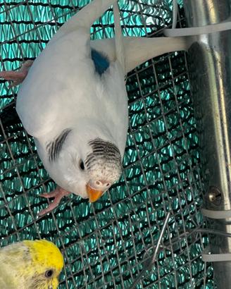 Cocorita
