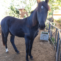 Puledro tpr per frisone