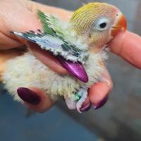 Inseparabili Fischer e Personatus