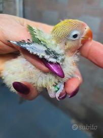 Inseparabili Fischer e Personatus