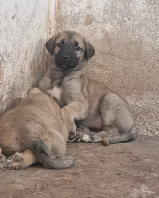 Kangal