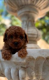 Cuccioli di
