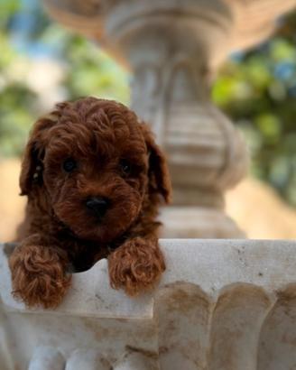 Cuccioli di