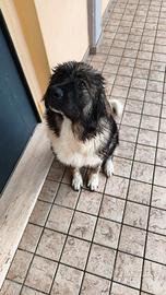 cucciola pastore del caucaso 