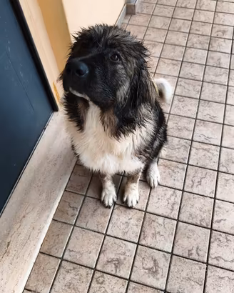 cucciola pastore del caucaso 