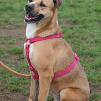 Adozione CINDY super affettuosa ma vive incanile