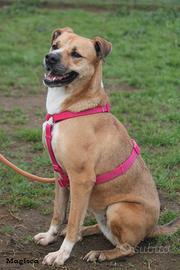 Adozione CINDY super affettuosa ma vive incanile