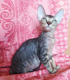 Gattino don sphynx robusto(consegna)