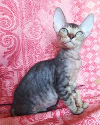 Gattino don sphynx robusto(consegna)