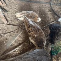 Pavoni Porpora nigripennis di quest'anno