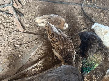 Pavoni Porpora nigripennis di quest'anno