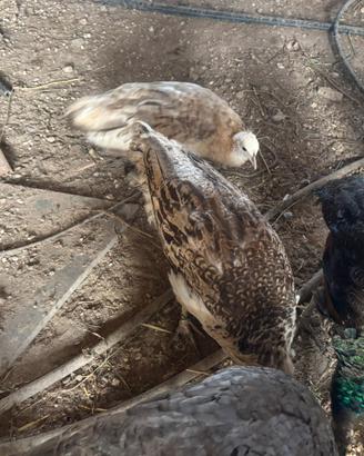 Pavoni Porpora nigripennis di quest'anno