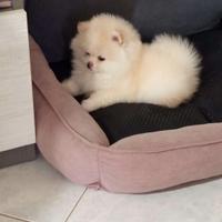 Spritz di Pomerania nano