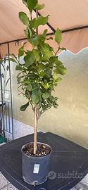 Pianta di limone Carrubaru