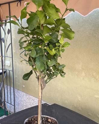 Pianta di limone Carrubaru