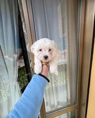 Cuccioli maltese stupendi