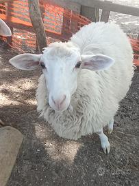 Pecore
