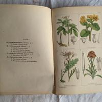 libro Ottocento con stampe di fiori