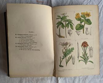 libro Ottocento con stampe di fiori