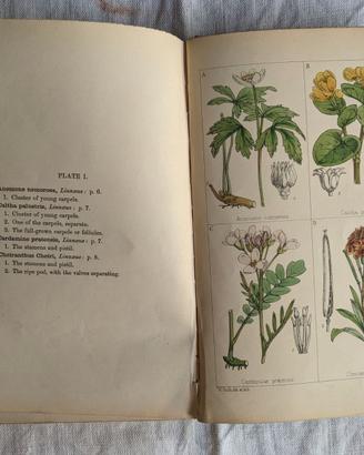 libro Ottocento con stampe di fiori