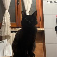 Accoppiamento. gatta per il mio maine coon
