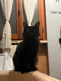 Accoppiamento. gatta per il mio maine coon